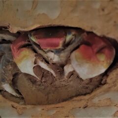 ” 水月焼 湯呑 蟹細工 煎茶道具 陶器 ”