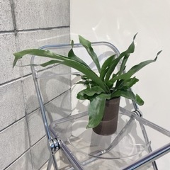 観葉植物・コウモリラン［30cm］