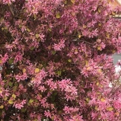トキワマンサク　ピンクの花の苗木