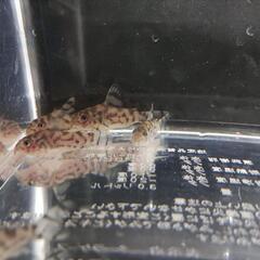 コリドラス　セブリーナ 6匹