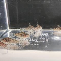 コリドラス　セブリーナ 6匹