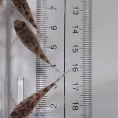 コリドラス　セブリーナ 6匹