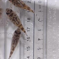 コリドラス　セブリーナ 6匹