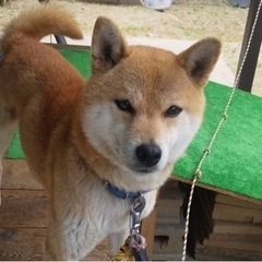 ブリーダー保護🐕柴犬4歳メス🐕家族さん募集‼️