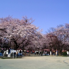 (先着5名申込まで、お花見史上超爆安‼️400円‼️)【4月16日(日)13時〜西公園】週末は史上最強‼️超爆安‼️お花見🌸でお友達・ご縁作り‼️‼️【満開から散りゆく桜を見ながら食べる‼️絶品お取り寄せグルメ＋お酒などガッツリ飲んで＋2次会つきで超爆安‼️ワンコイン500円‼️(お花見のみは400円‼️)】20,30,40代お花見縁活会‼️(男性はイベント前日まで申込で6,000円‼️) - 仙台市