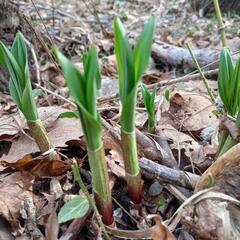 道南産天然行者にんにく2・5キロ。
