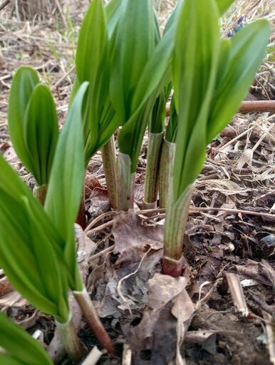 道南産天然行者にんにく2・5キロ。