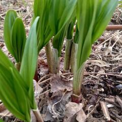 道南産天然行者にんにく2・5キロ。