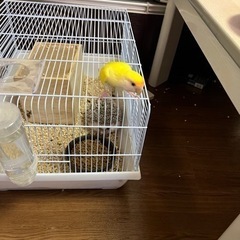 コザクラインコ