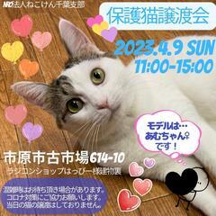 📢ねこけん千葉支部🐈️保護猫譲渡会開催します！