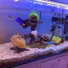【お引取先決定】海水魚　サンゴ お引取先決定】海水魚 サンゴ
