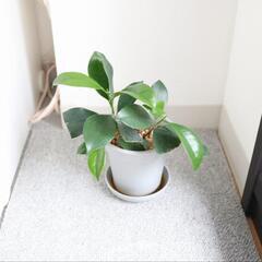 ガジュマル 金運 観葉植物