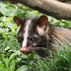 建物・屋根裏に居座る害獣駆除なら【害獣駆除の生活救急隊 東…