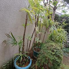 【差し上げます】棕櫚竹シュロチク 鉢植え