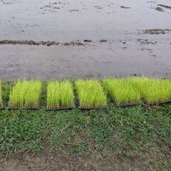 自然米作りの画像