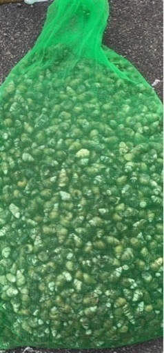 琵琶湖産タニシ10kg