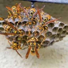 🐝蜂の巣駆除🐝格安で承ります🐝那須塩原 − 栃木県