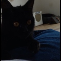 黒猫　メス