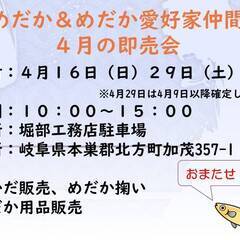 柿めだか＆めだか愛好家仲間達４月の即売会