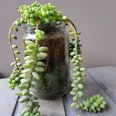 多肉植物その104