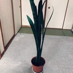 観葉植物(サンスベリア) 8号鉢7+おまけ付き