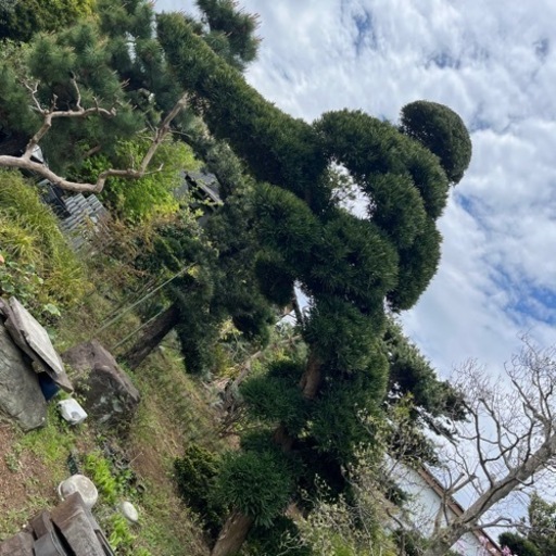 マキ