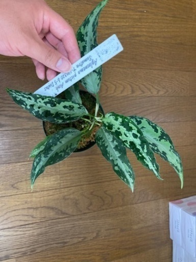 アグラオネマ　TZ便　タグあり
