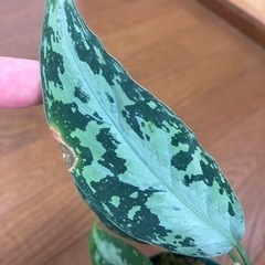 アグラオネマ TZ便 タグあり