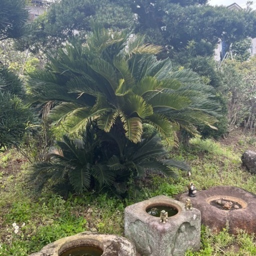 ソテツ 人気品種 【公式通販】