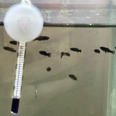 【受付終了】ブラックモーリー、ミナミヌマエビの稚魚