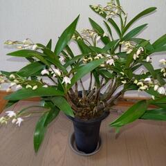 観葉植物 シンピジューム スカイミントパティ