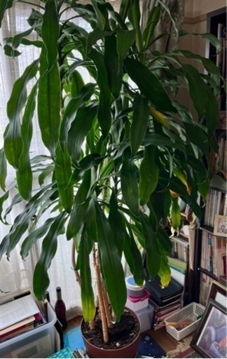 代理投稿　観葉植物　ドラセナ2メートル