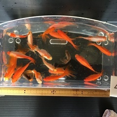 No.43 ミックスの金魚 20匹セット(商談中)