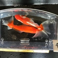 No.40 ミックスの金魚 大きめ2匹セット