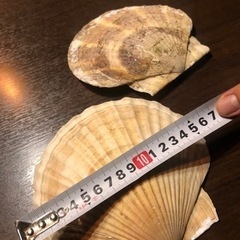 北海道野付産　特大ホタテ貝殻  ペア