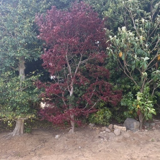 紅葉
