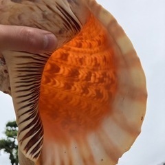 超希少！特大39㎝ホラガイ☆未加工/ほら貝