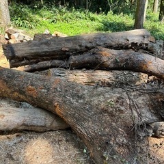 薪ストーブ用薪の原木
