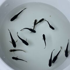 【メダカ】サタンレッドテール(幼魚)10匹