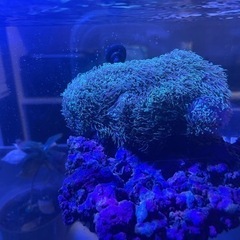 スターポリプ　海水魚　サンゴ
