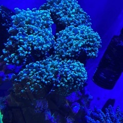 【サンゴ】タコアシサンゴ　ブランチタイプ　メタグリーン