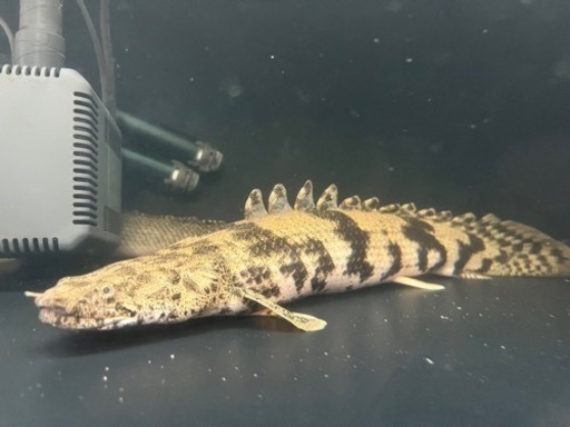 大型魚 ポリプテルス エンドリケリー 熱帯魚