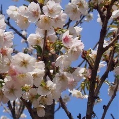 桜の苗木