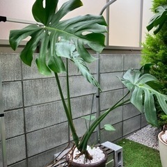 観葉植物　モンステラ　中型