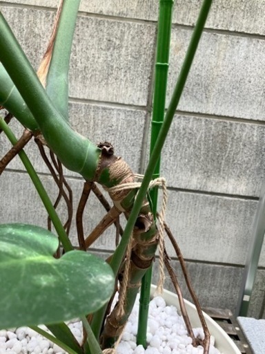 観葉植物 モンステラ 6号 根あがり ラウンド 付き | 観葉植物