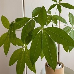 無印良品 底面給水鉢の観葉植物(ガジュマル・パキラ)