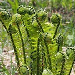 こごみ屈草蘇鉄苗木(1株ごとに100円)根付きです1株からでも正...