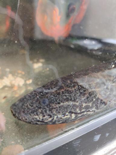 肺魚　　ハイギョ　エチオピクスコンギクス