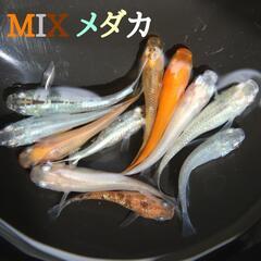 ミックスメダカ【成魚20匹】、