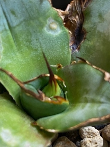 アガベ 南アフリカダイヤモンド SAD 発根済み